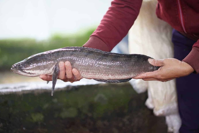 Trổ tài món cháo cá lóc sánh mịn và bổ dưỡng, học ngay để được thưởng thức món ngon mỗi ngày