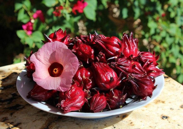 Loại hoa được xem là ‘thần dược’ thường trồng làm cảnh, đem nấu canh rất tốt cho người cao huyết áp