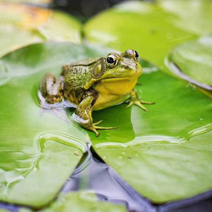Bạn có đang sống như một con ếch? Bài học cuộc sống đáng ngạc nhiên từ loài vật này không phải ai cũng biết